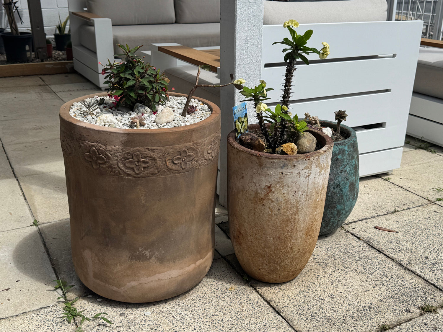 Pot Plant Arrangements