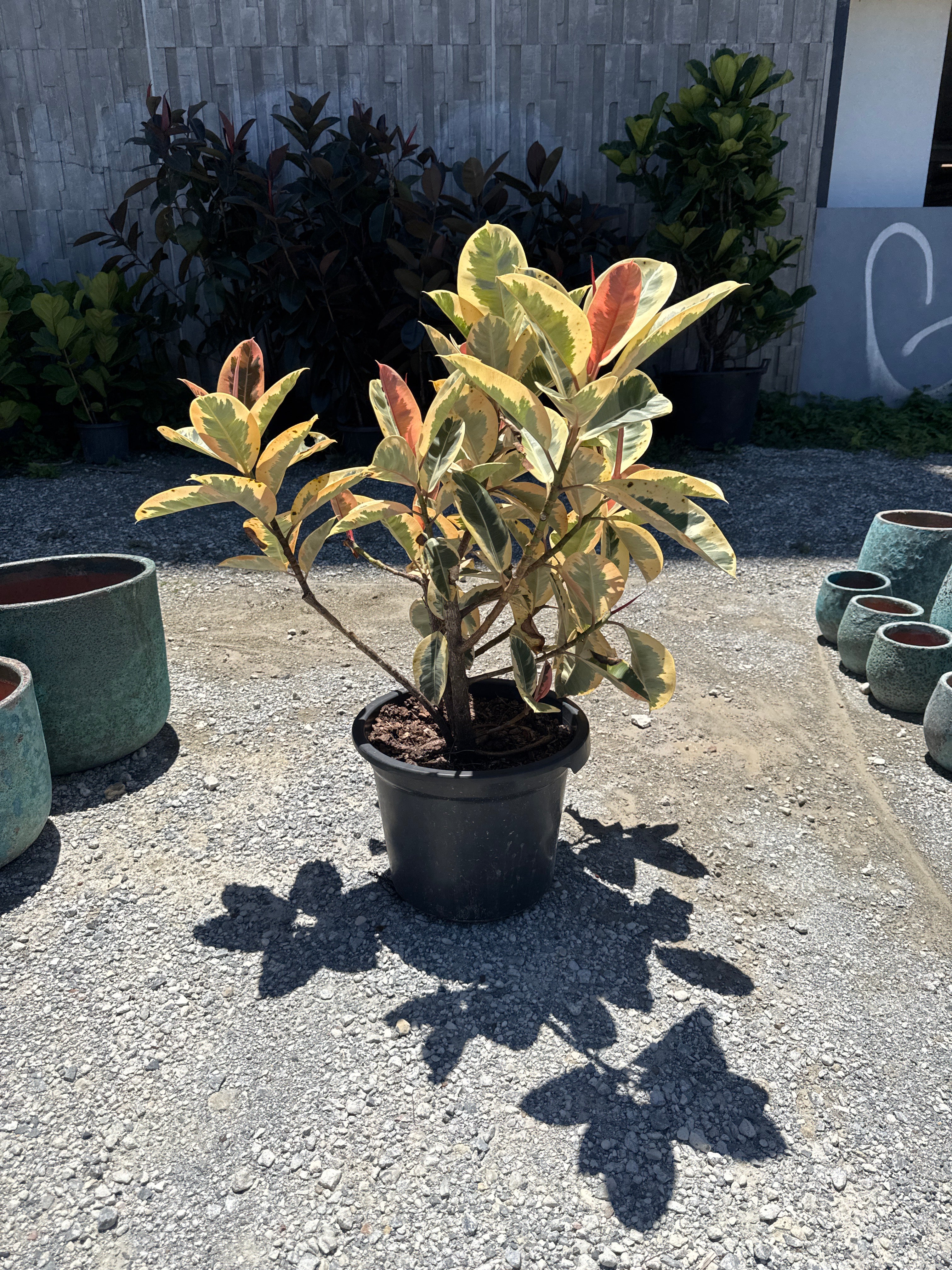 Ficus Tineke Rubber Plant (Ficus Elastica 'Tineke')