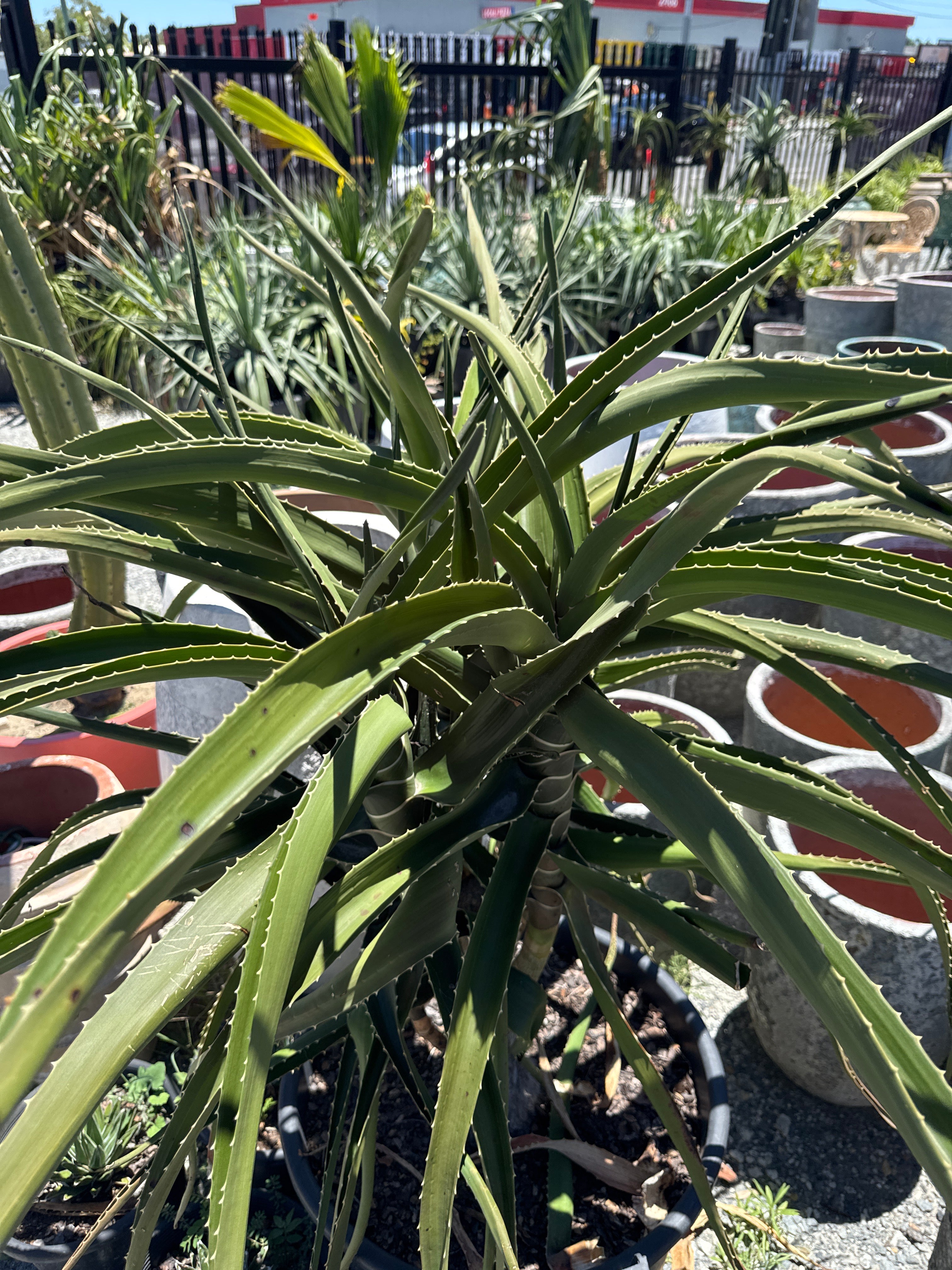 Tree Aloe (Aloe Barberae)
