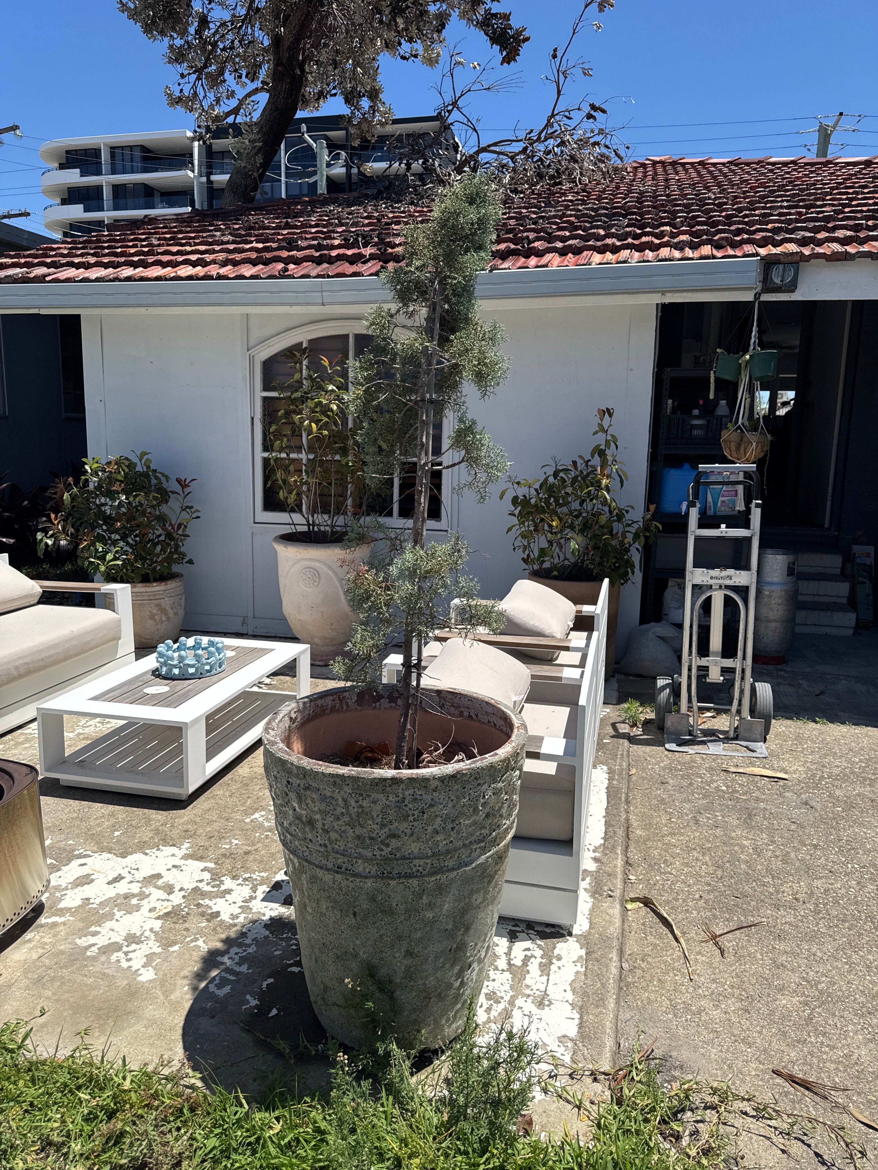 Cupressus Blue Ice (Cupressus Glabra 'Blue Ice')