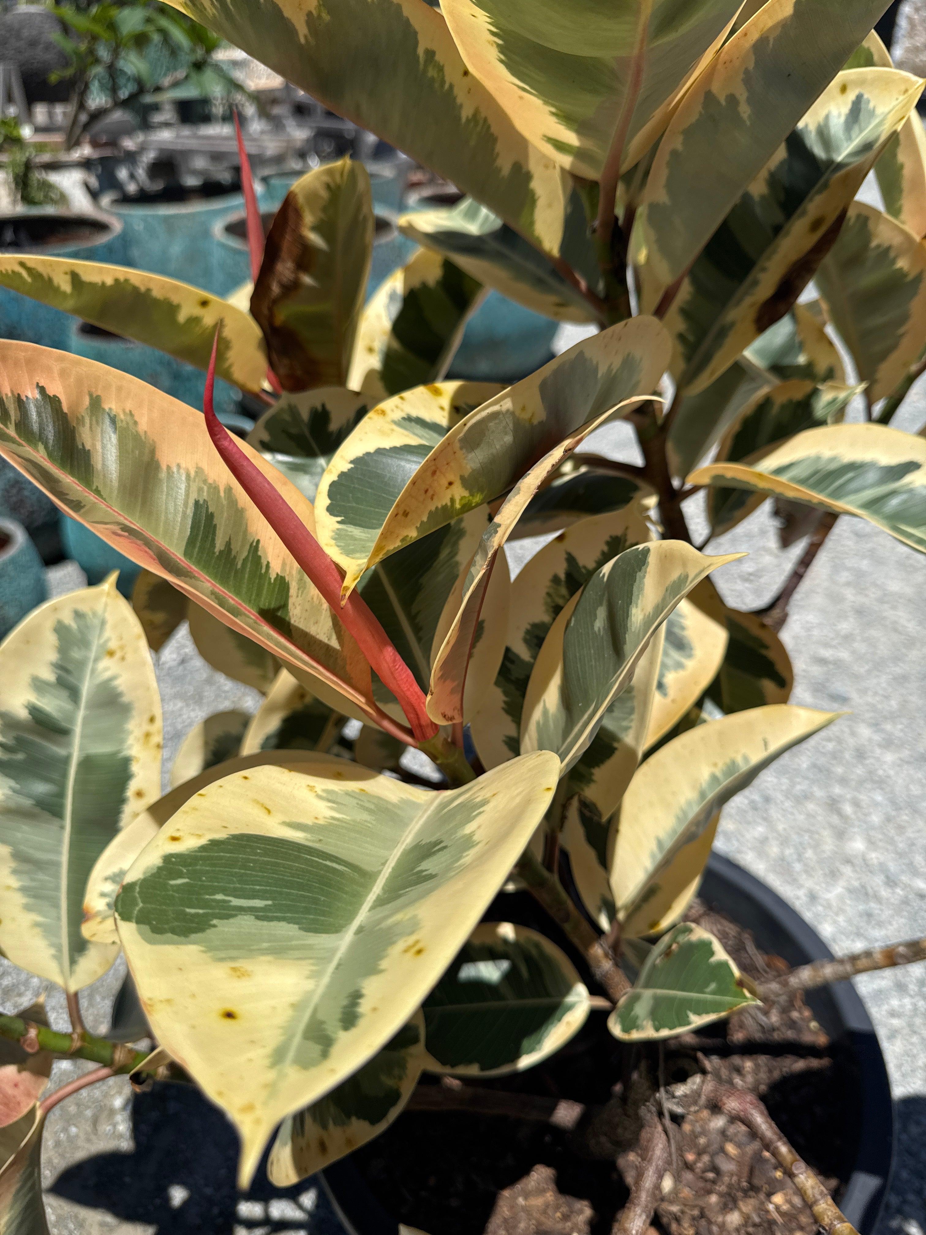 Ficus Tineke Rubber Plant (Ficus Elastica 'Tineke')