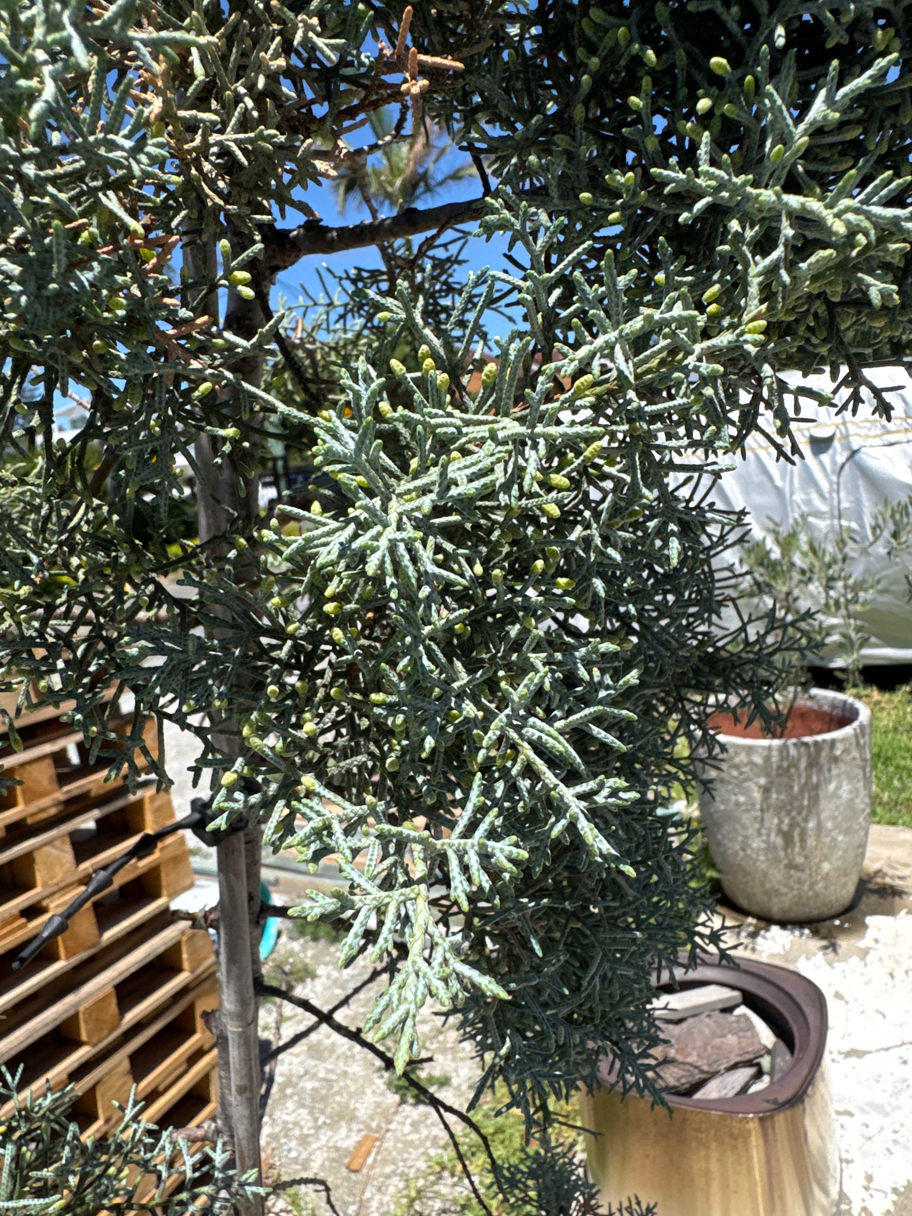 Cupressus Blue Ice (Cupressus Glabra 'Blue Ice')