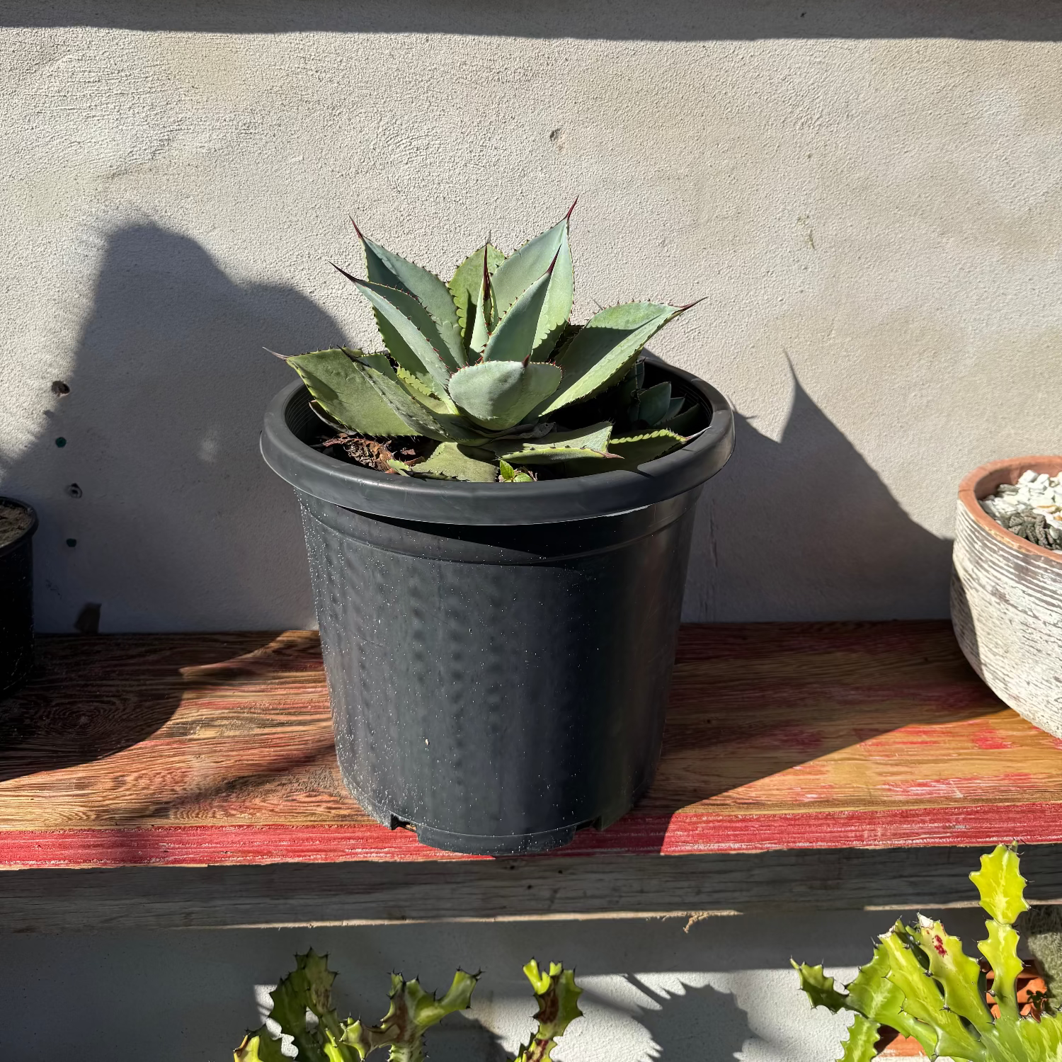 Potted succulent plant on a wooden surface with a concrete wall in the background
