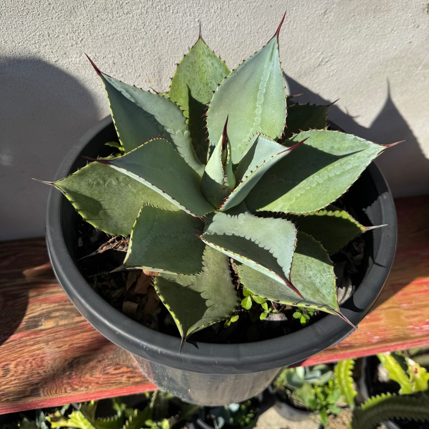 Potted succulent plant on a wooden surface with a neutral background