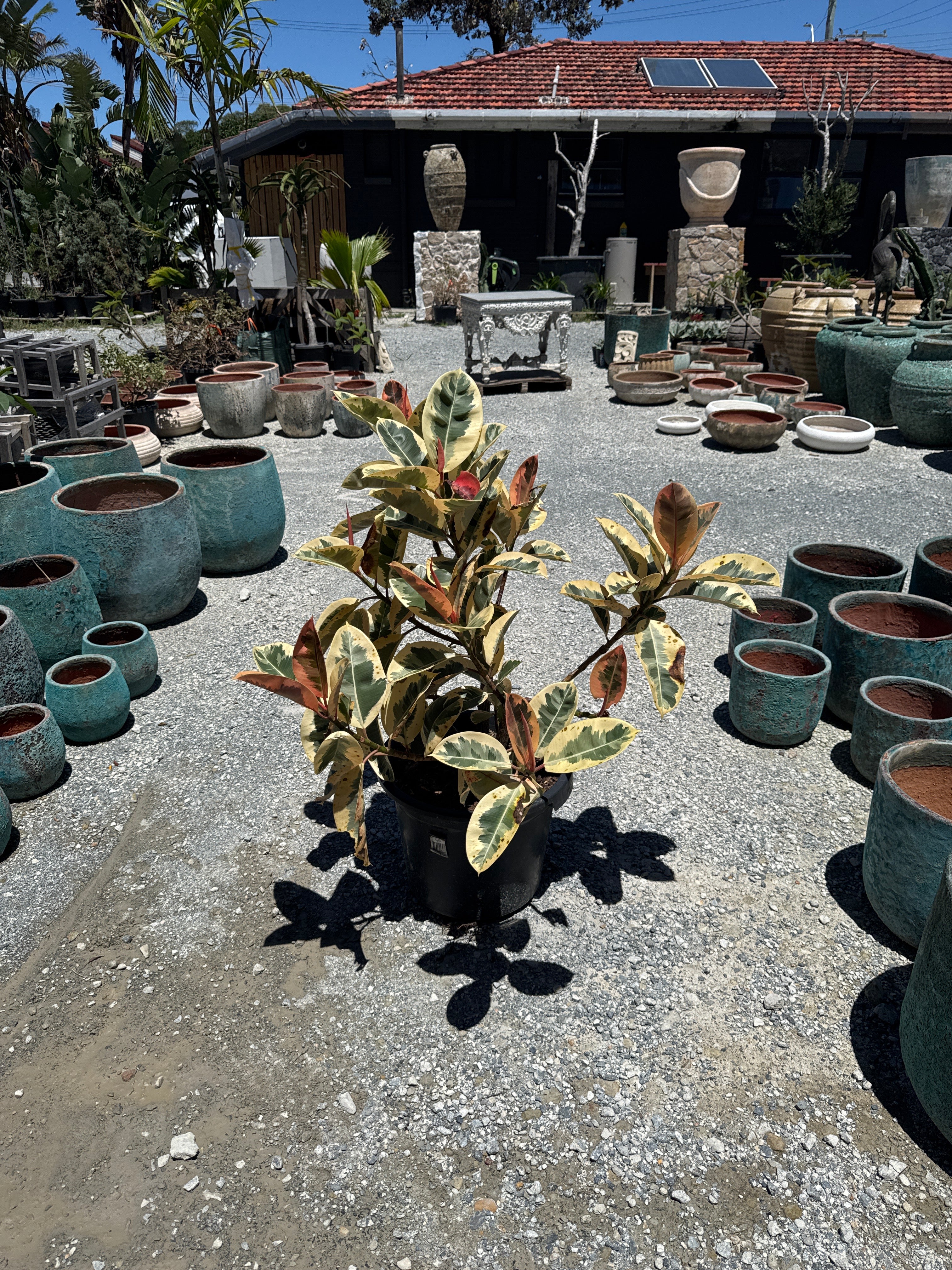 Ficus Tineke Rubber Plant (Ficus Elastica 'Tineke')