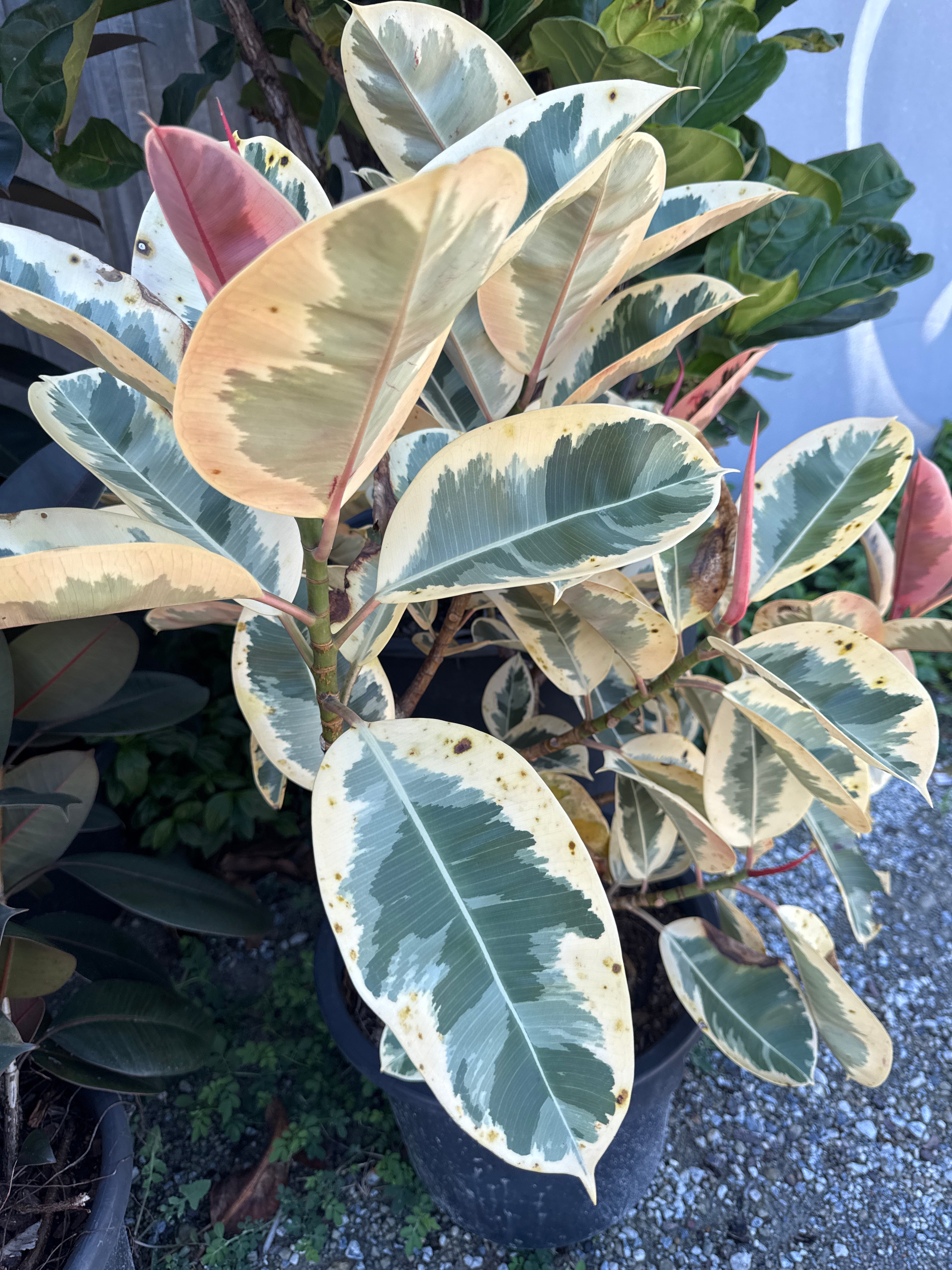 Ficus Tineke Rubber Plant (Ficus Elastica 'Tineke')