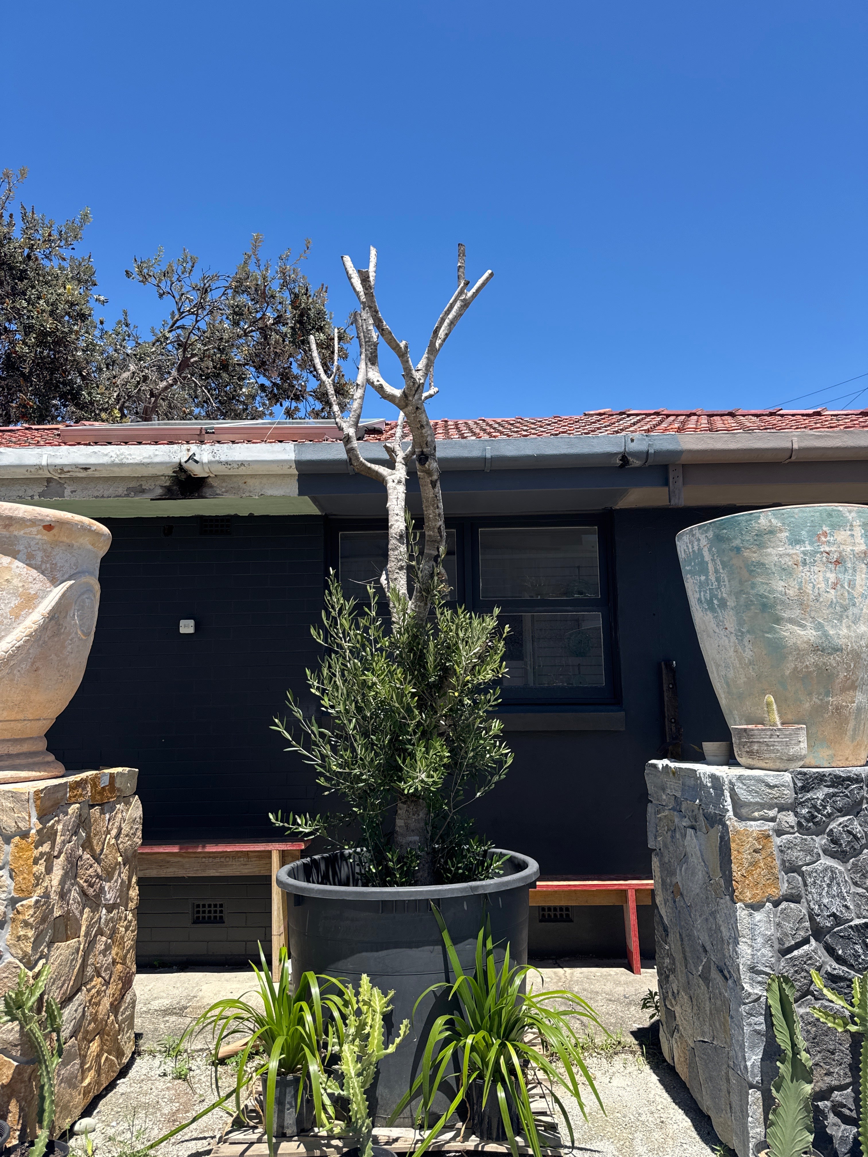 Arbequina Olive Tree (Olea europaea ‘Arbequina’)