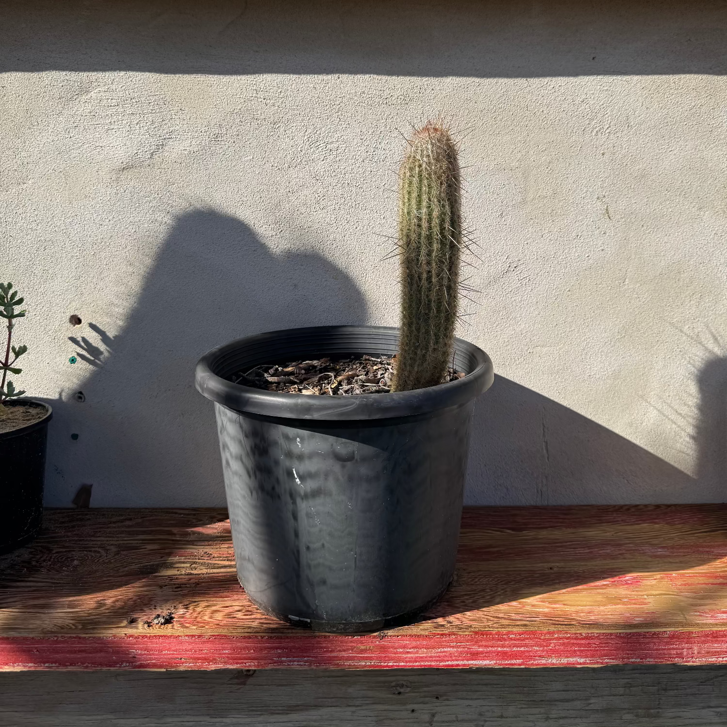 Potted cactus on a wooden surface with a concrete wall in the background