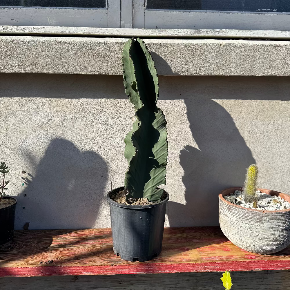 Cactus plant on a wooden surface with a window and concrete wall in the background