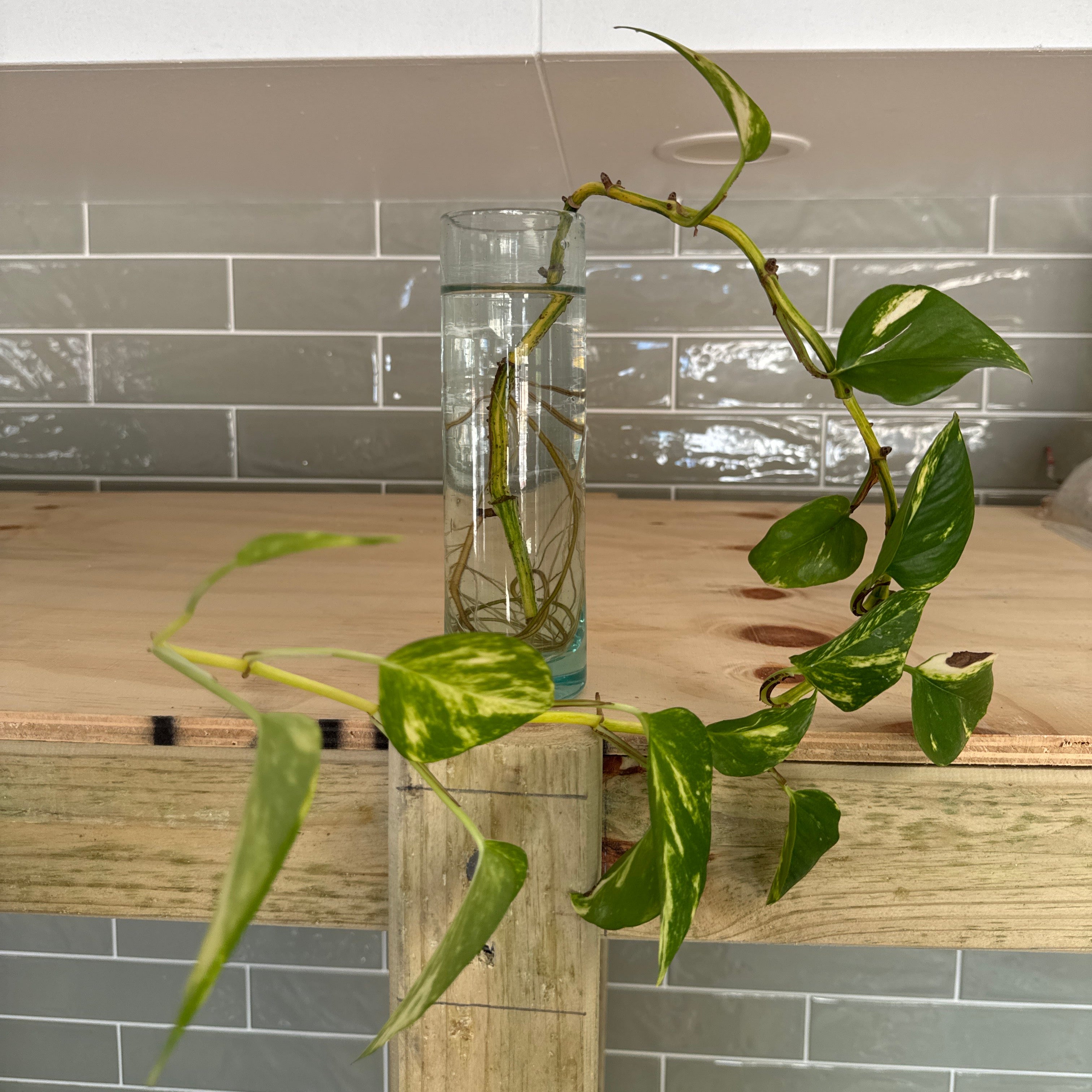 Handmade Propagation Vase For Plants with vine growing from it