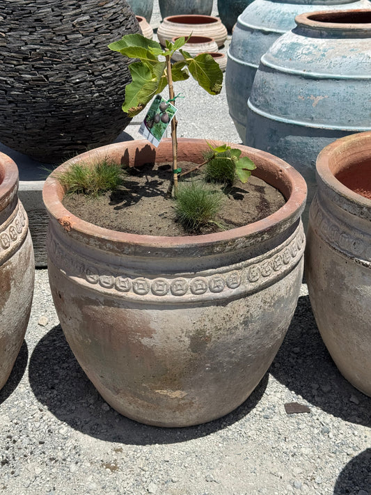 Large Coin Pot & Black Fig Tree with No Mow Grass