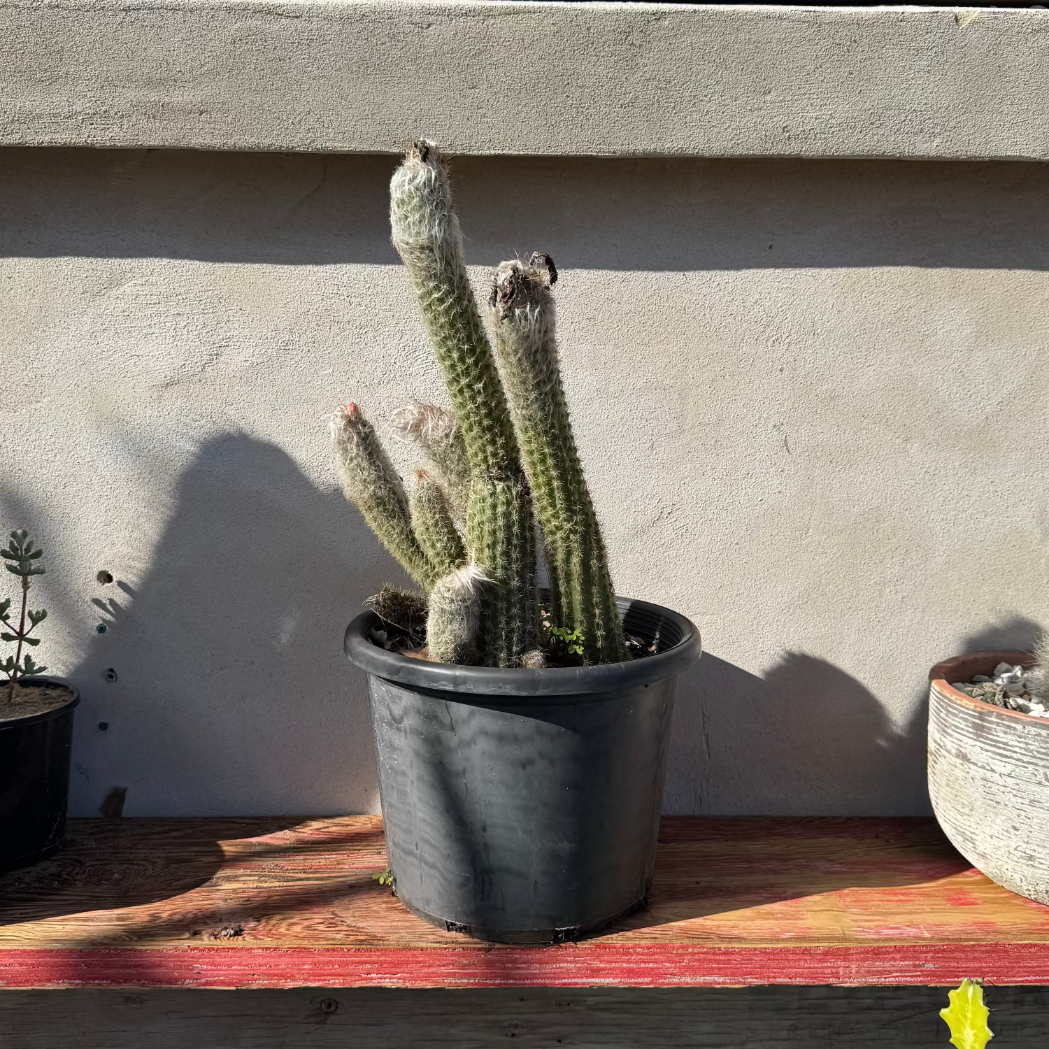 Potted cacti on a wooden shelf against a concrete wall.