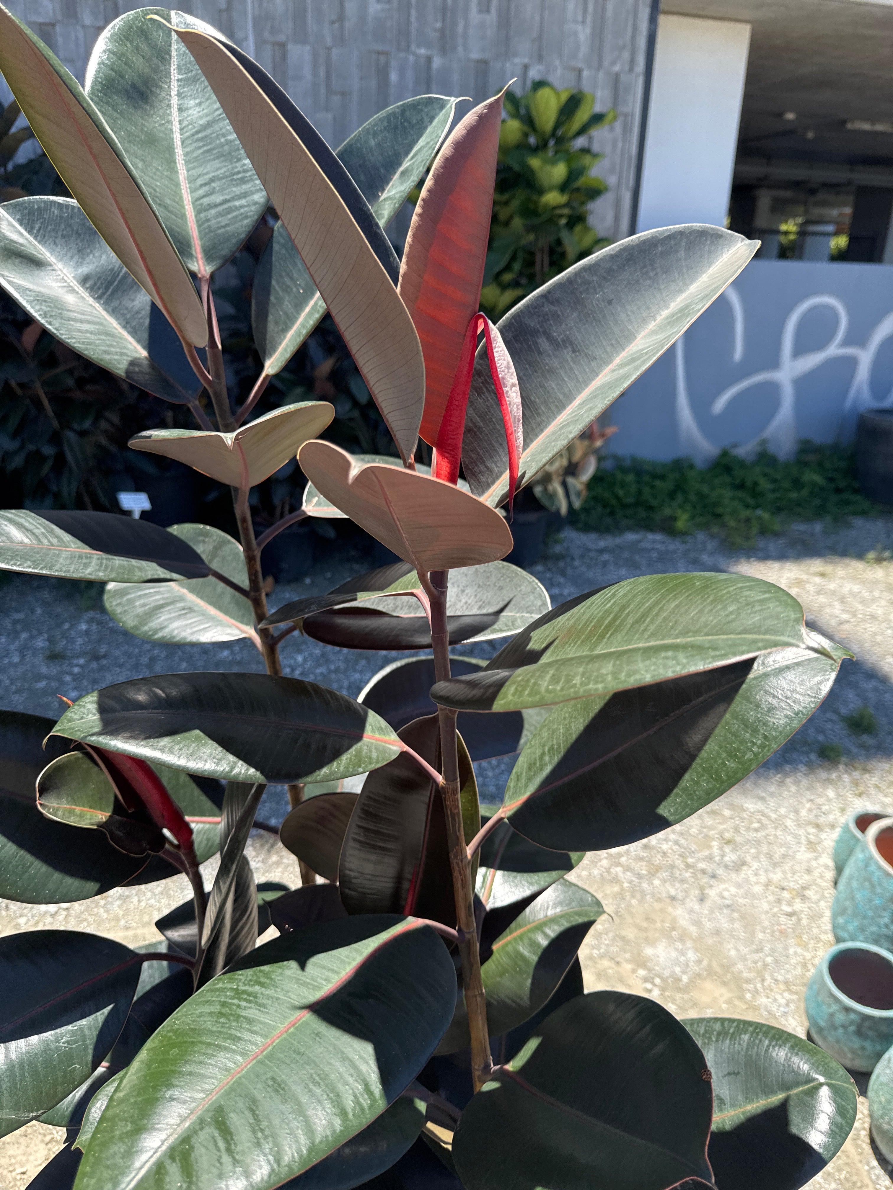 Robusta Rubber Plant (Ficus elastica 'Robusta')