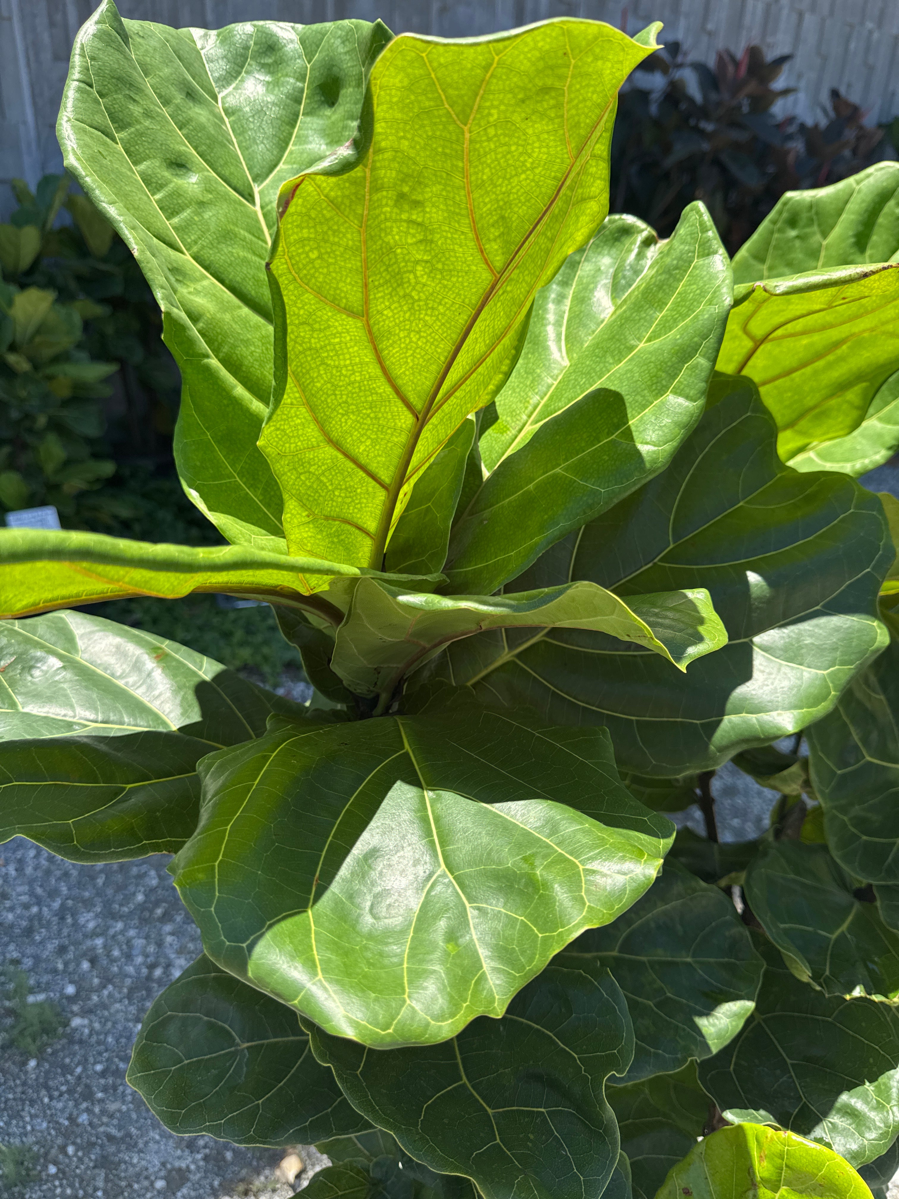 Fiddle Leaf Fig (Ficus Lyrata)