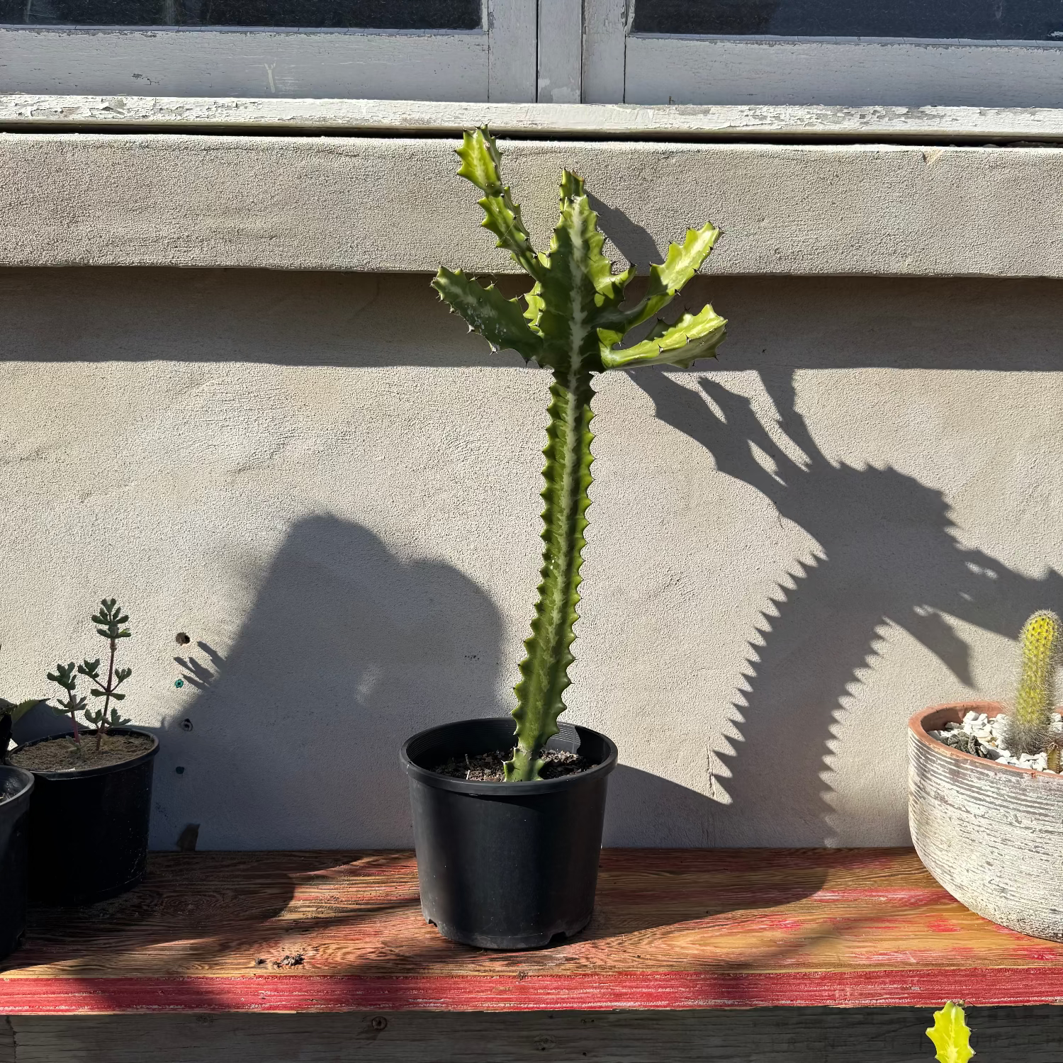 Potted cactus on a wooden surface with a concrete wall in the background