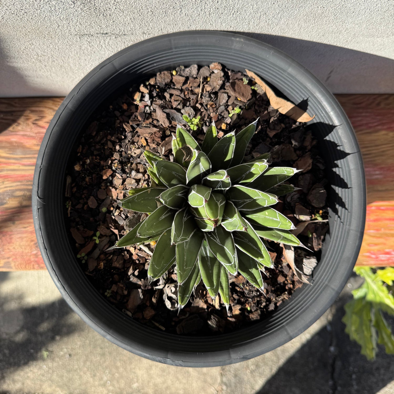 Potted succulent plant on a concrete surface